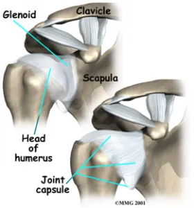 Shoulder Anatomy