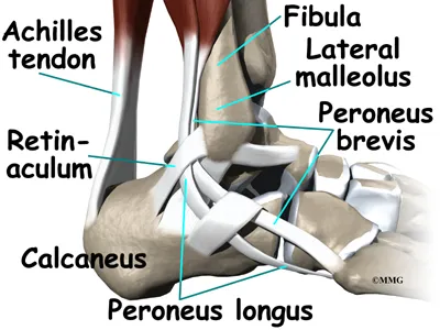 Ankle Peroneal Tendon Anatomy