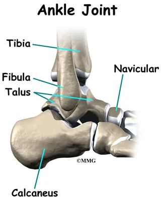 child flatfoot anat01