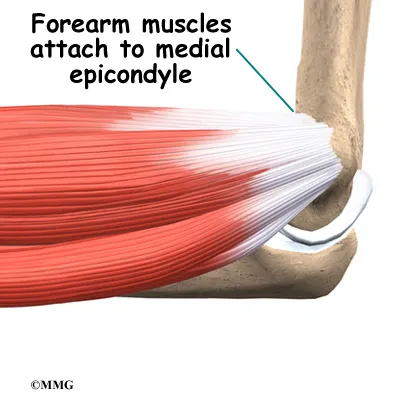 elbow medepi anatomy01 Golfer’s Elbow Anatomy