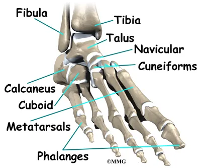 Foot Hallux Rigidus Anatomy