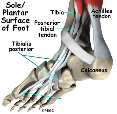 Foot Posterior Tibial Tendon Problems Anatomy