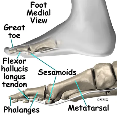 foot sesamoiditis anat01