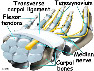 hand carpal tunnel anat01