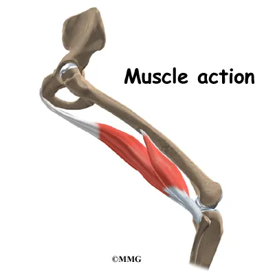 Causes of Knee Hamstring