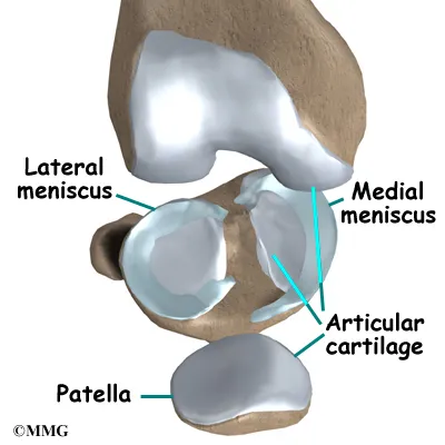 Knee Osteoarthritis Anatomy