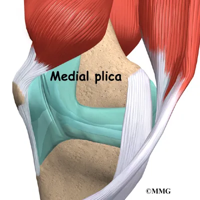 knee plica anatomy01
