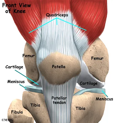 Knee Popliteal Cysts Anatomy