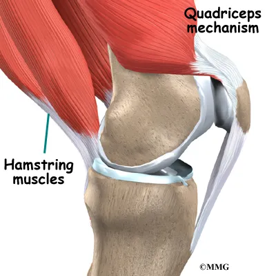 Knee Quadriceps Tendonitis Anatomy