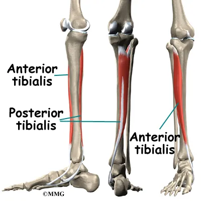 leg shinsplints anatomy02