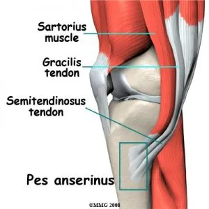 Pes Anserine Bursitis Anatomy