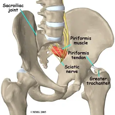 piriformis osteopath Anatomy of Piriformis Osteopath