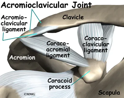 shoulder acromioclavicular separation anat02