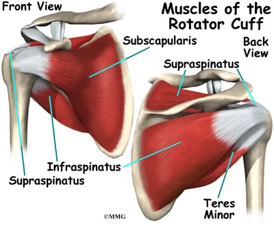 Shoulder Instability Anatomy