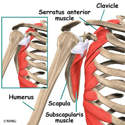 shoulder snap anatomy01