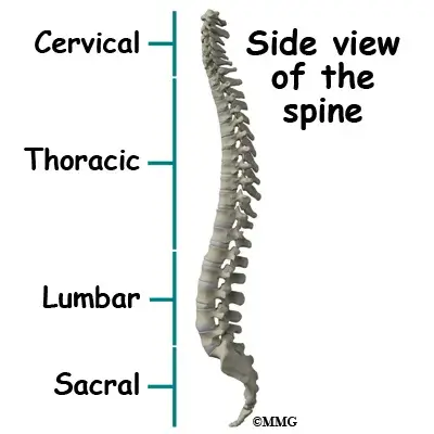 spine general DISH anatomy01 spine general DISH anatomy01