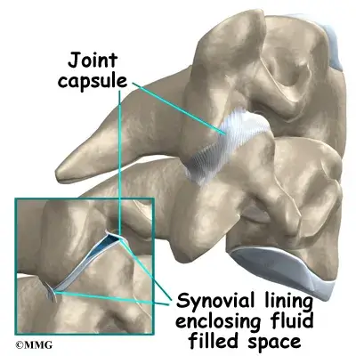 spondylo anatomy01 Causes