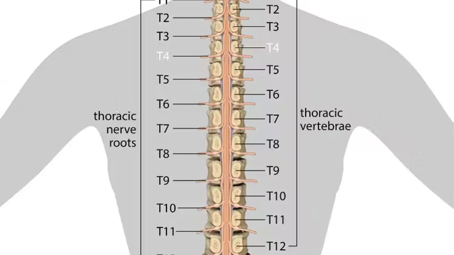Anatomical Position of T4