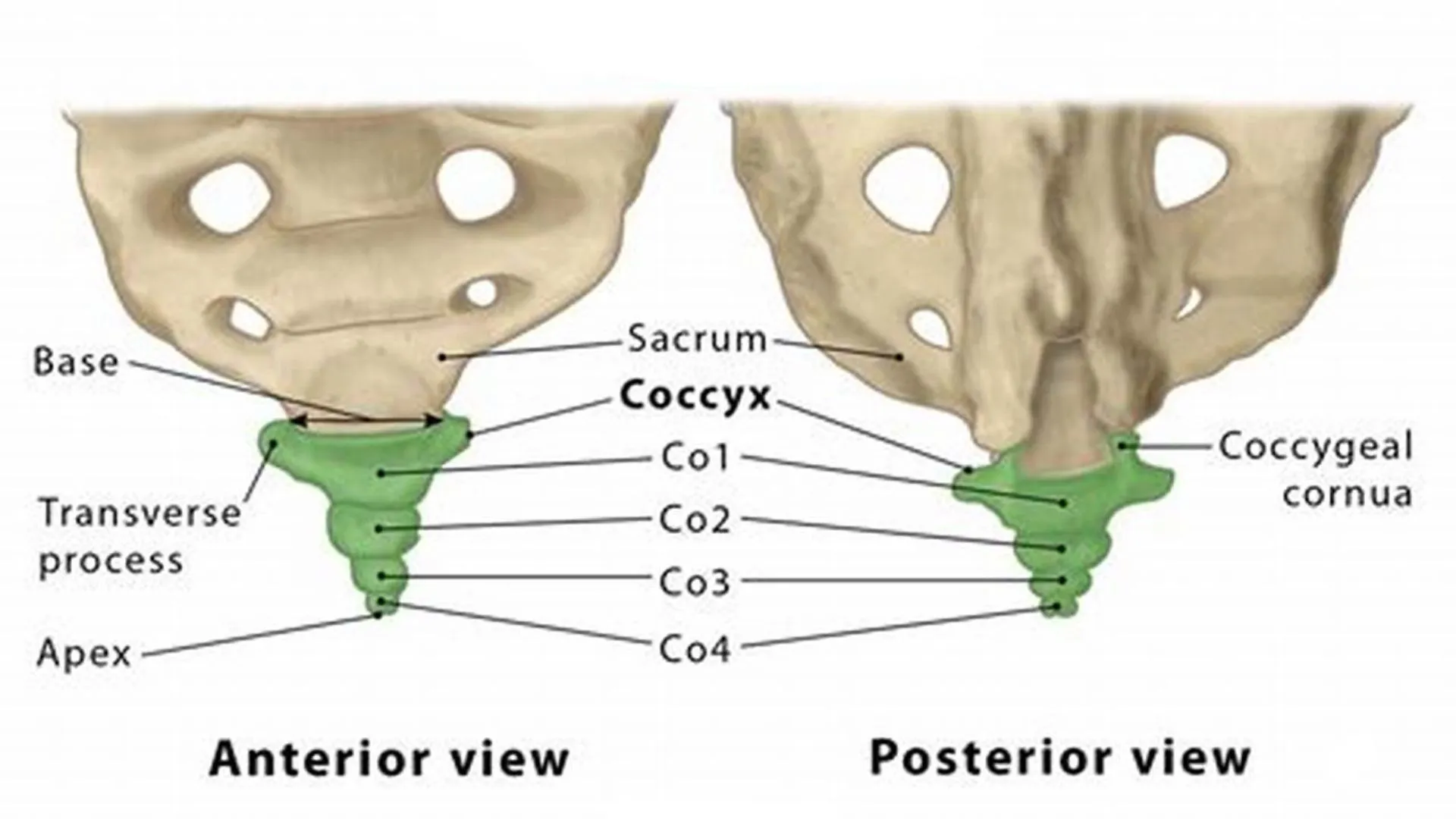 Anatomical Relationships and Function