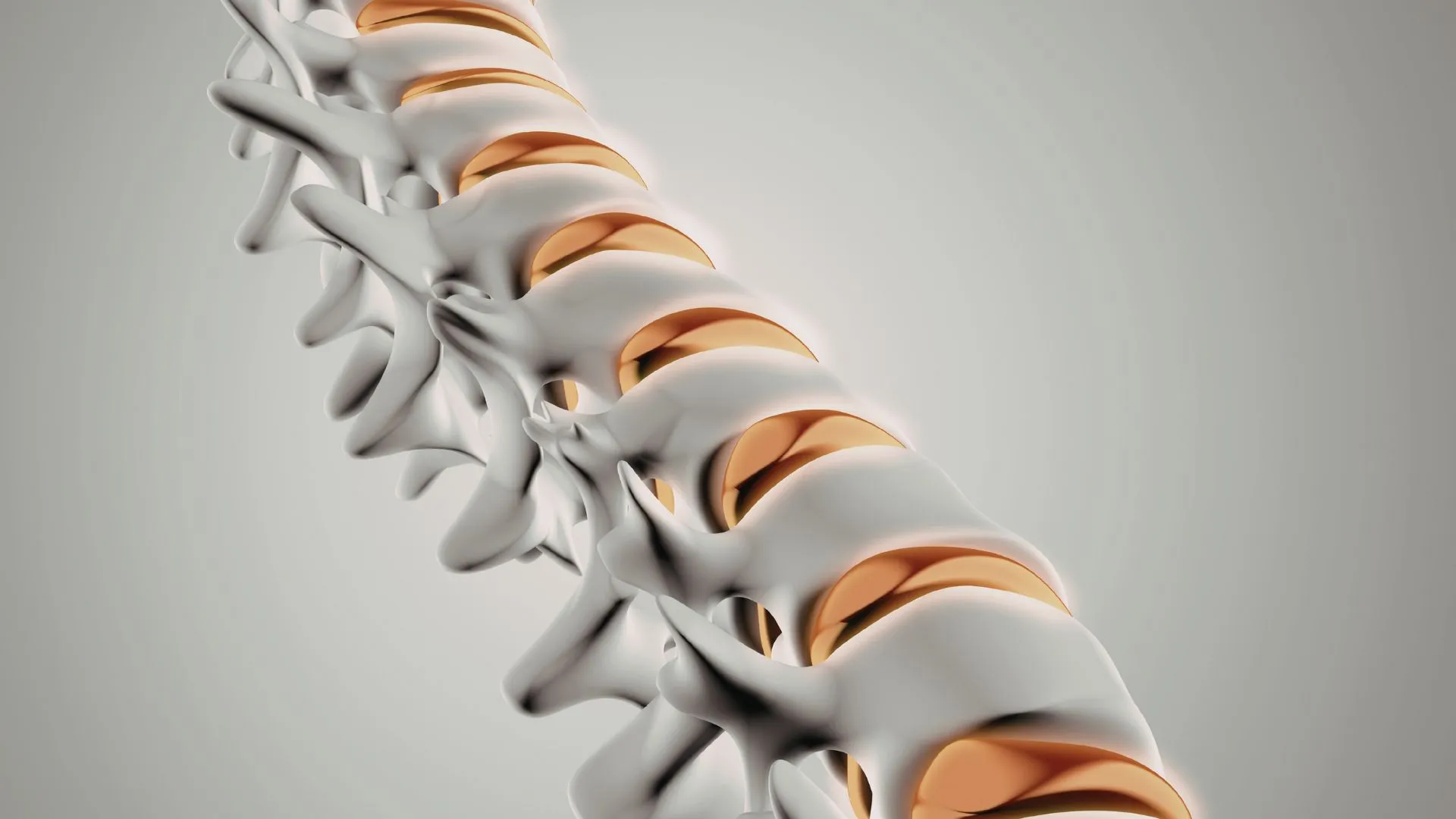 C4 Spinal Cord C4 Spinal Cord