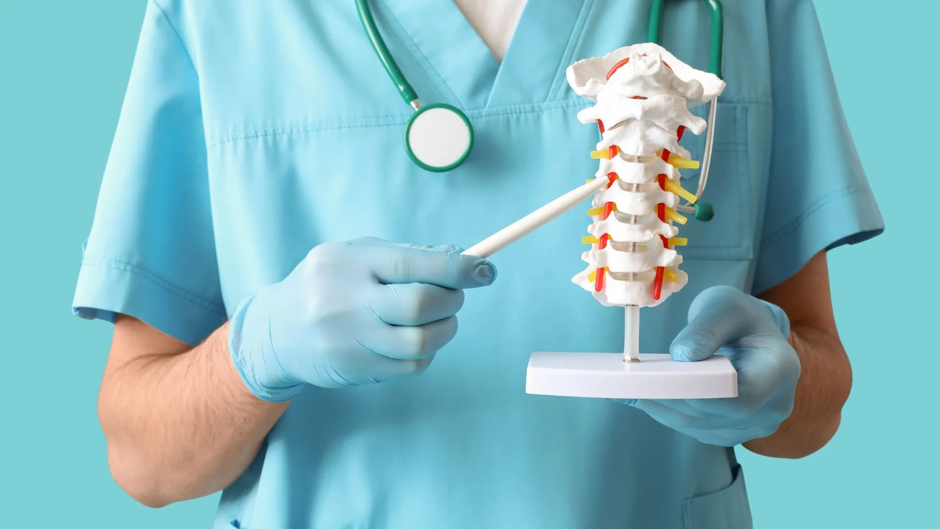C6 Spinal Cord C6 Spinal Cord