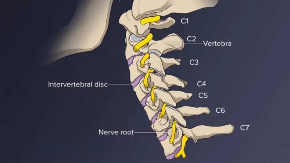 C6 nerve and muscle in spine C6 nerve and muscle in spine