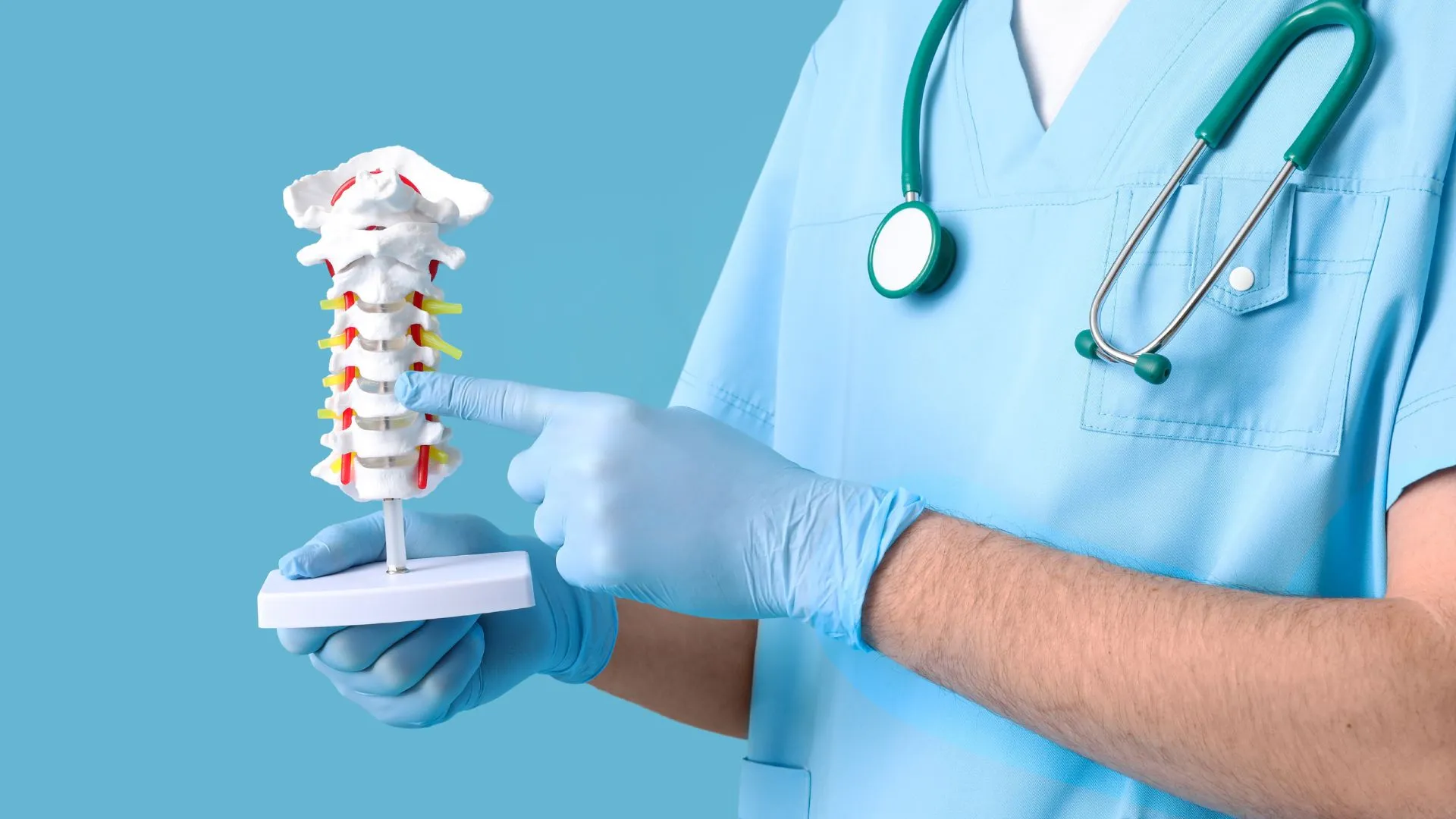 C7 Spinal Cord C7 Spinal Cord