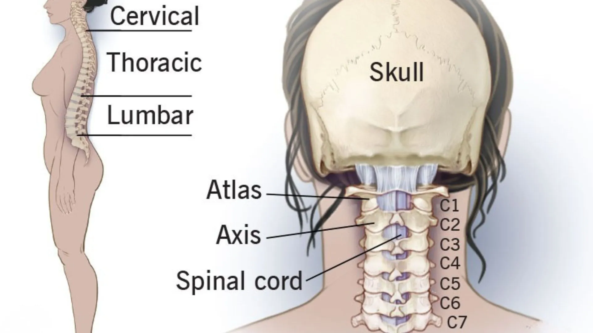 Cervical Spine and Its Components