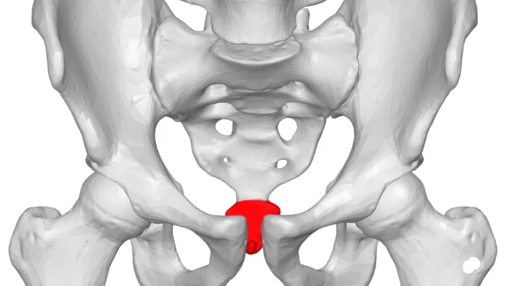 Coccyx Coccyx