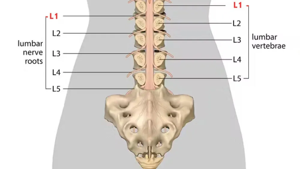 L1 Spinal Cord L1 Spinal Cord