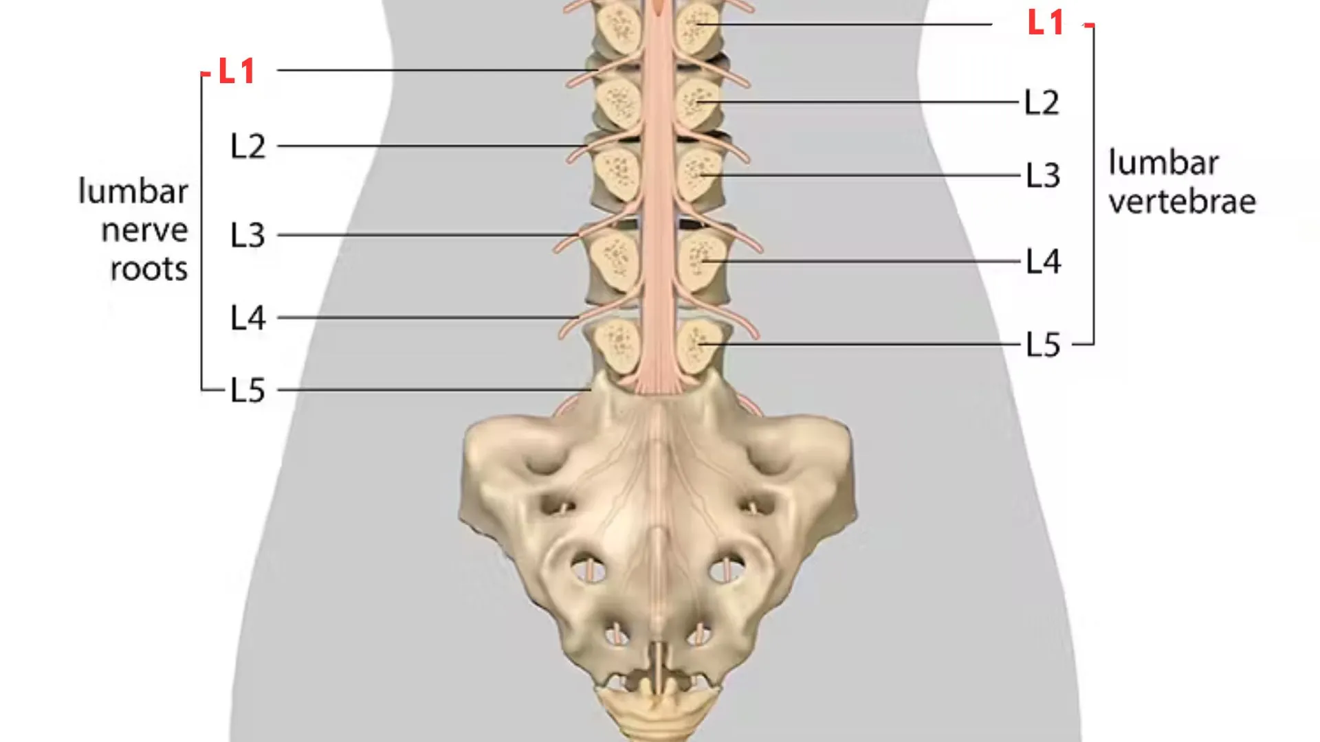 L1 Spinal Cord