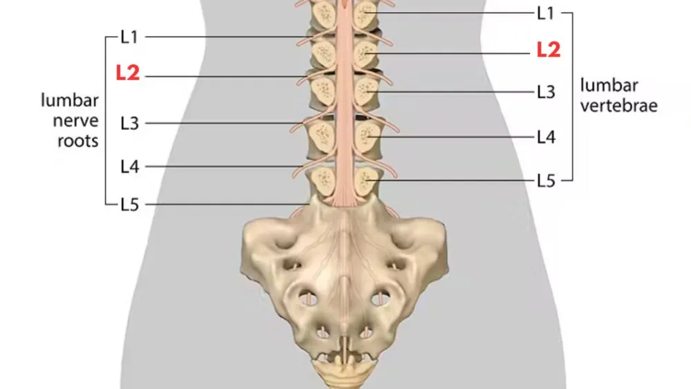 L2 Spinal Cord L2 Spinal Cord