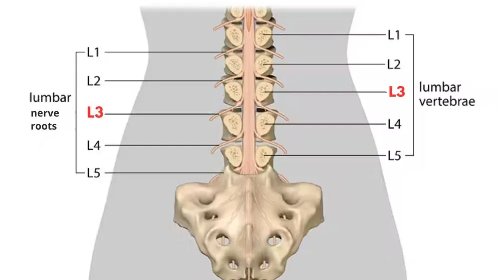 L3 Spinal Cord L3 Spinal Cord