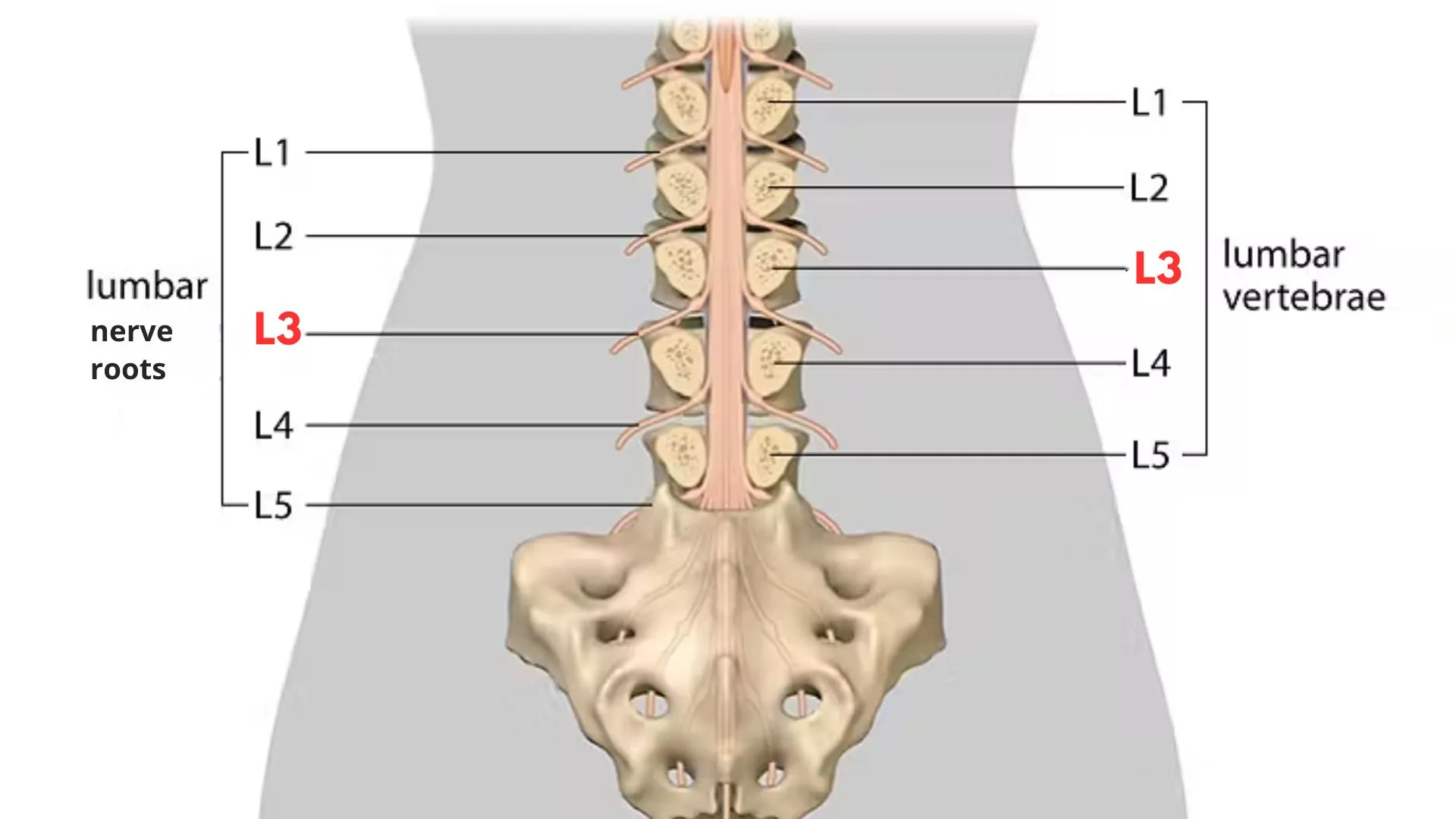 L3 Spinal Cord