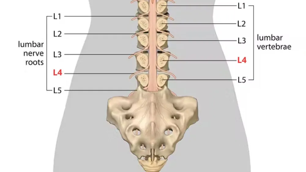 L4 Spinal Cord L4 Spinal Cord