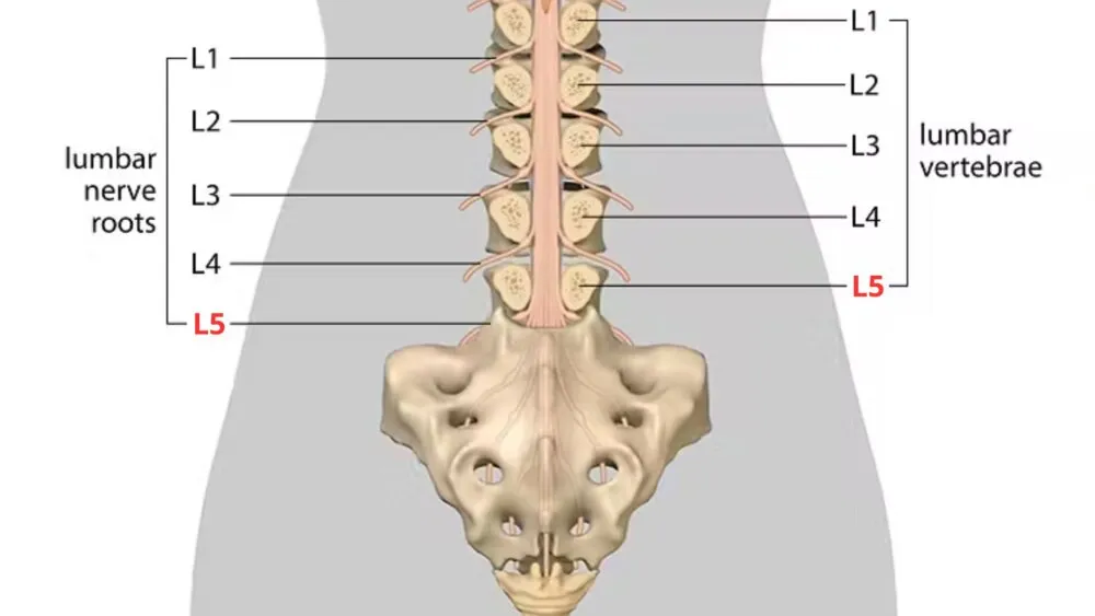 L5 Spinal Cord L5 Spinal Cord