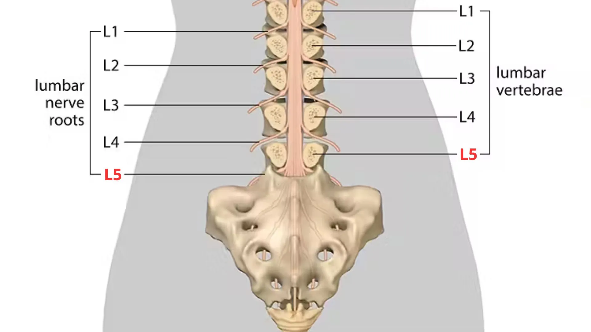 L5 Spinal Cord