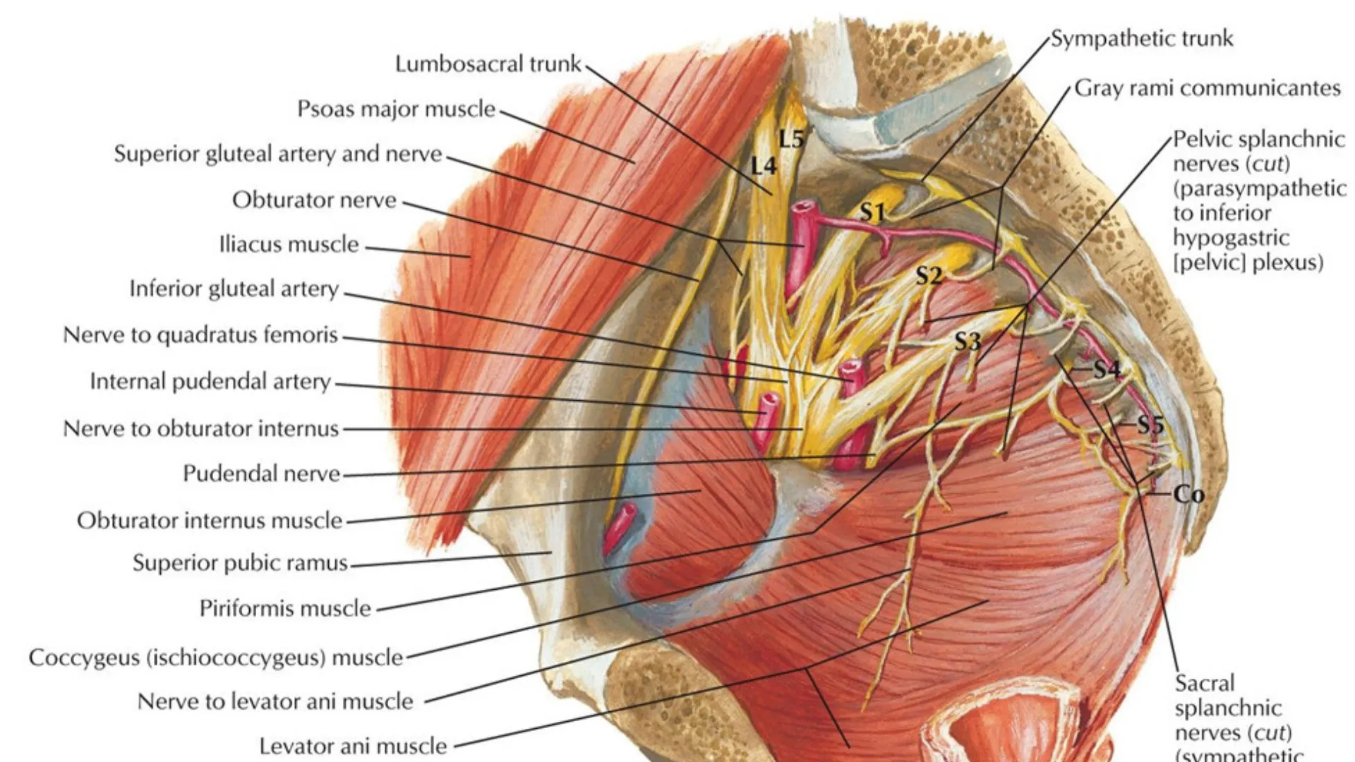 Nerve Supply and Pelvic Floor Function