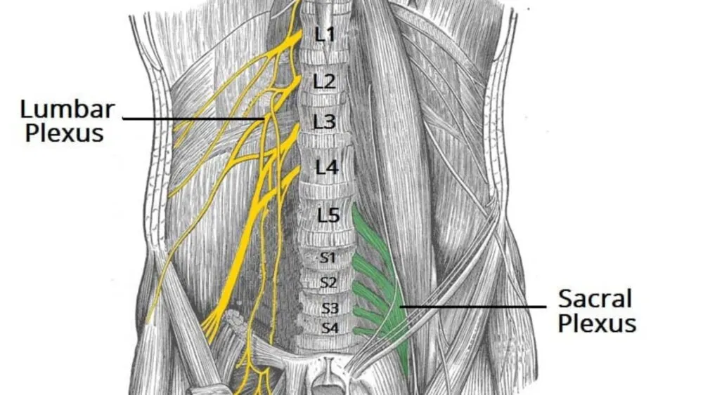 Sacral Plexus Sacral Plexus