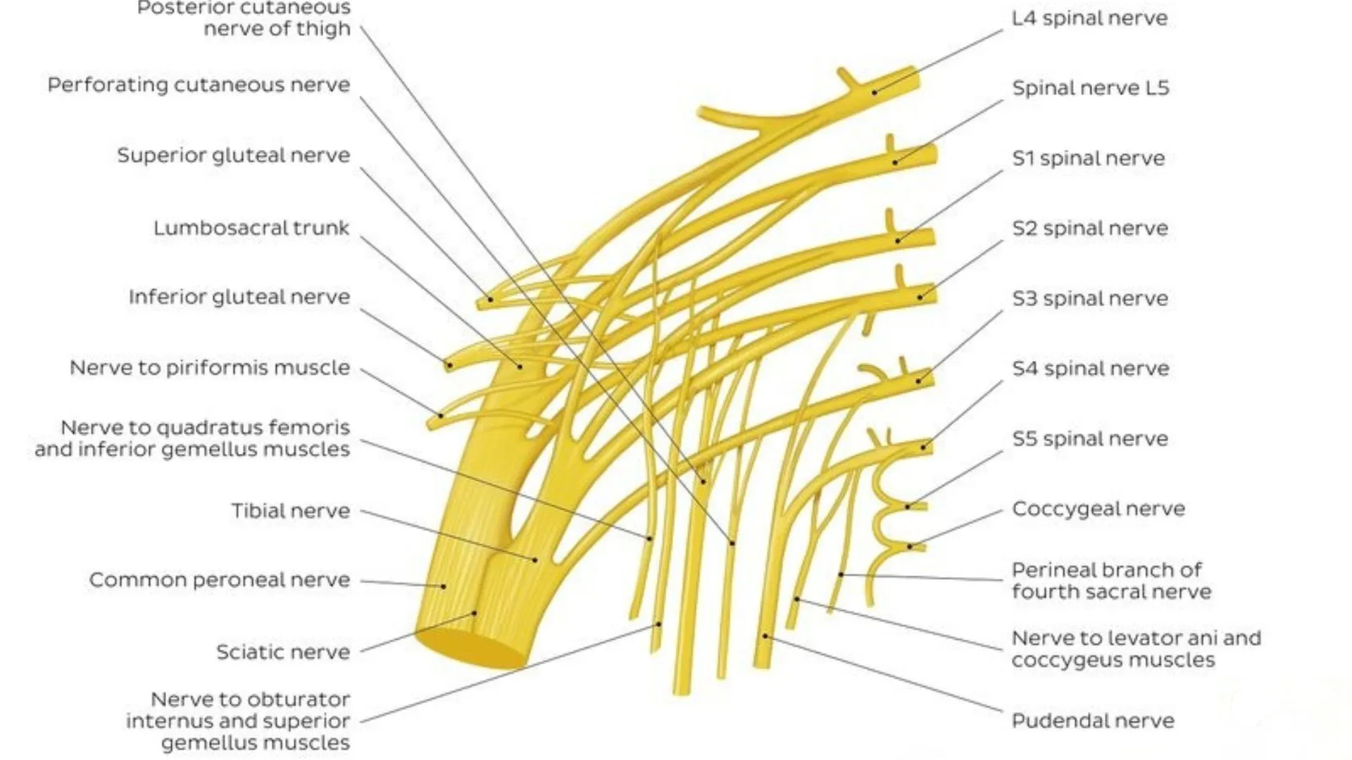 Sacral Plexus Major Nerves and Their Functions