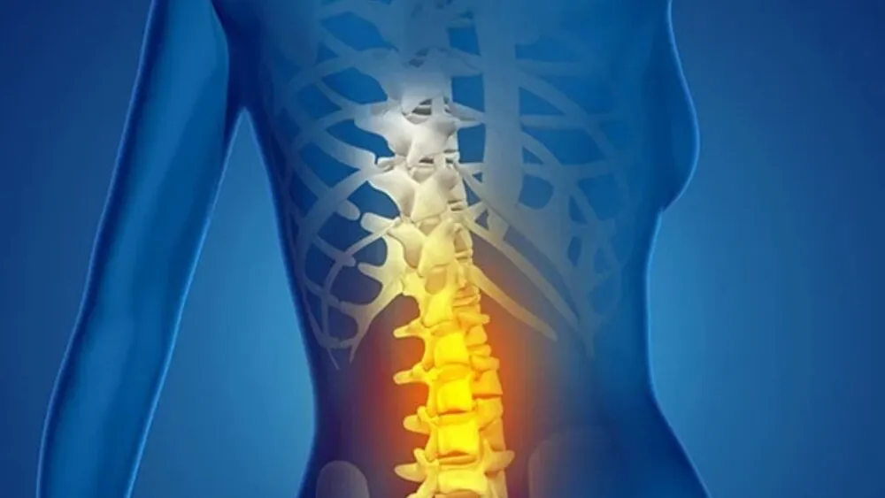 T11 Spinal Cord T11 Spinal Cord