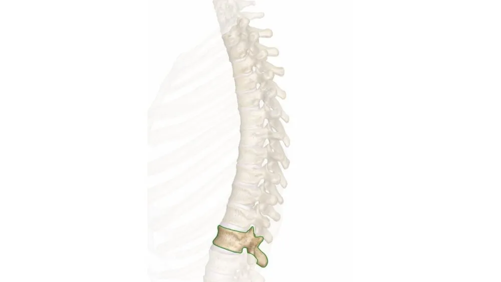 T12 Spinal Cord T12 Spinal Cord