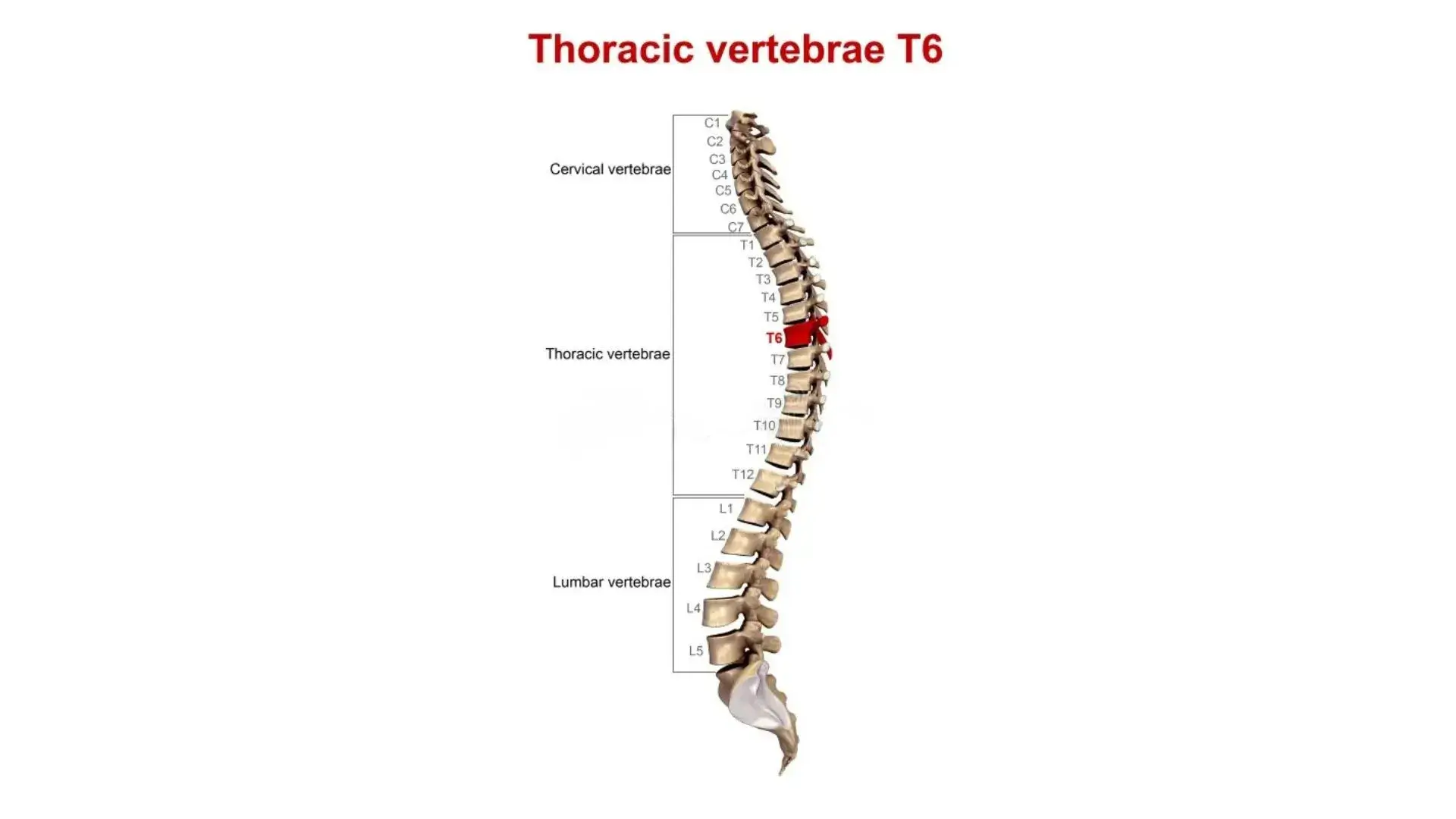 T6 Spinal Cord
