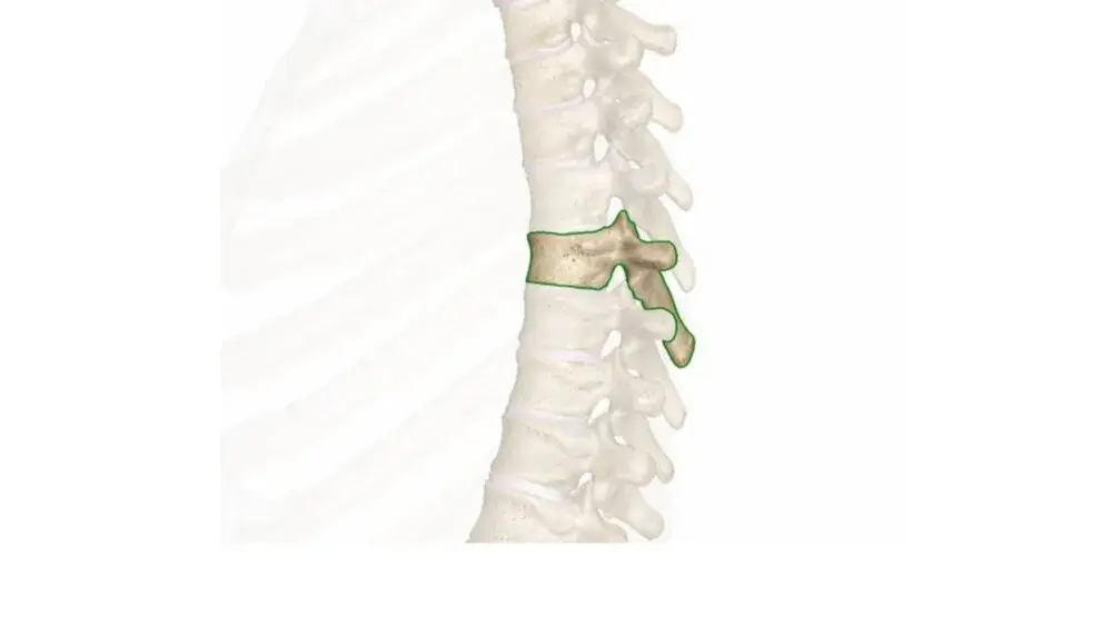 T7 Spinal Cord T7 Spinal Cord