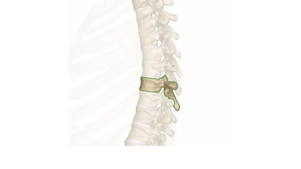 T8 Spinal Cord T8 Spinal Cord