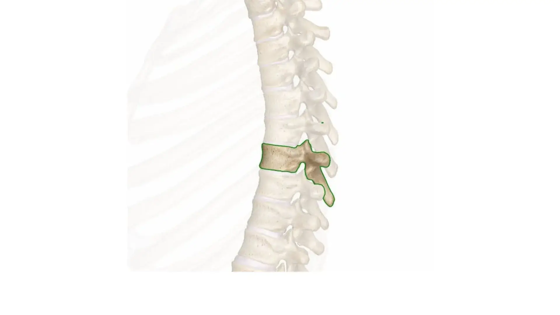 T8 Spinal Cord