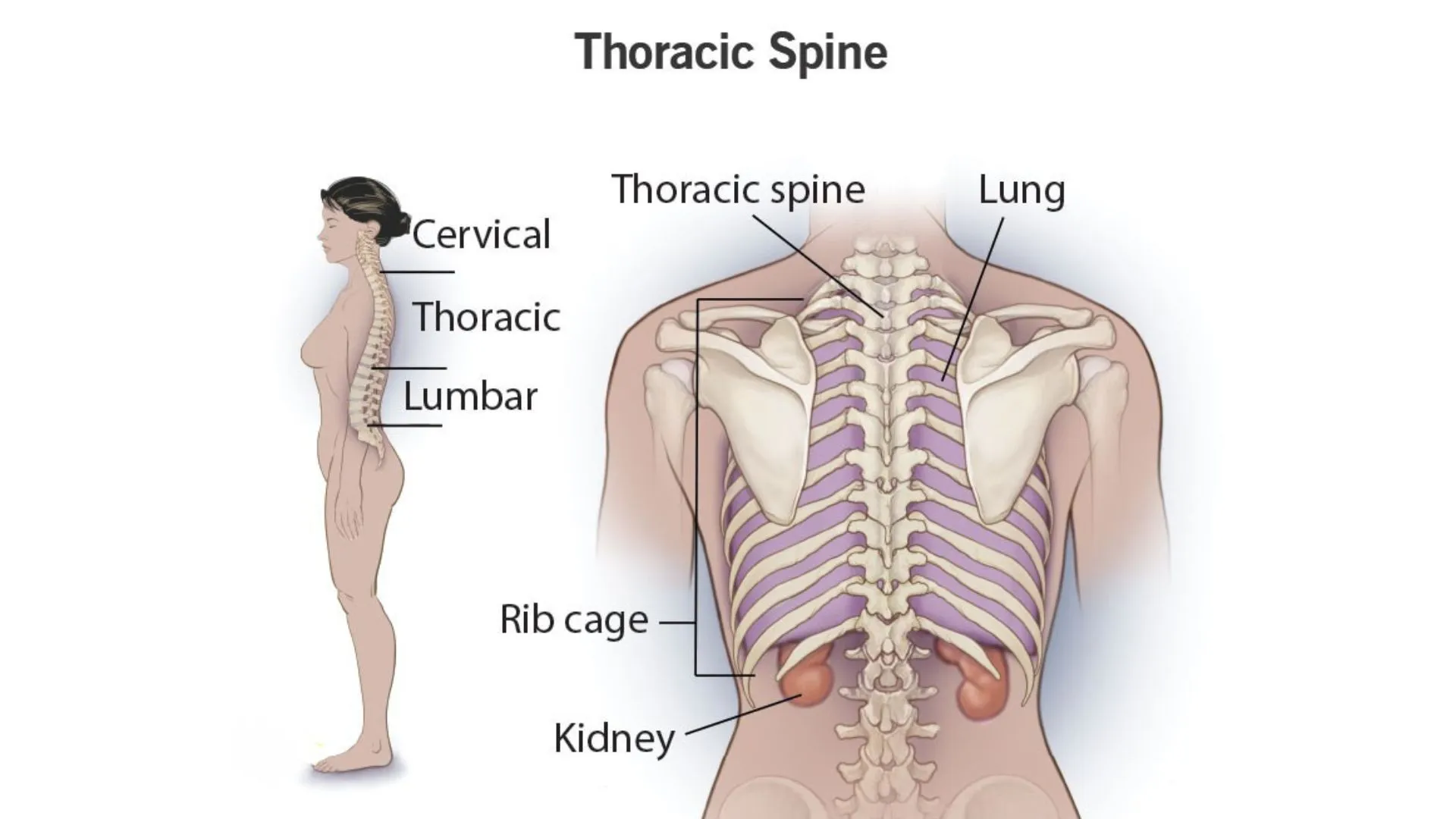 Thoracic Spine 1