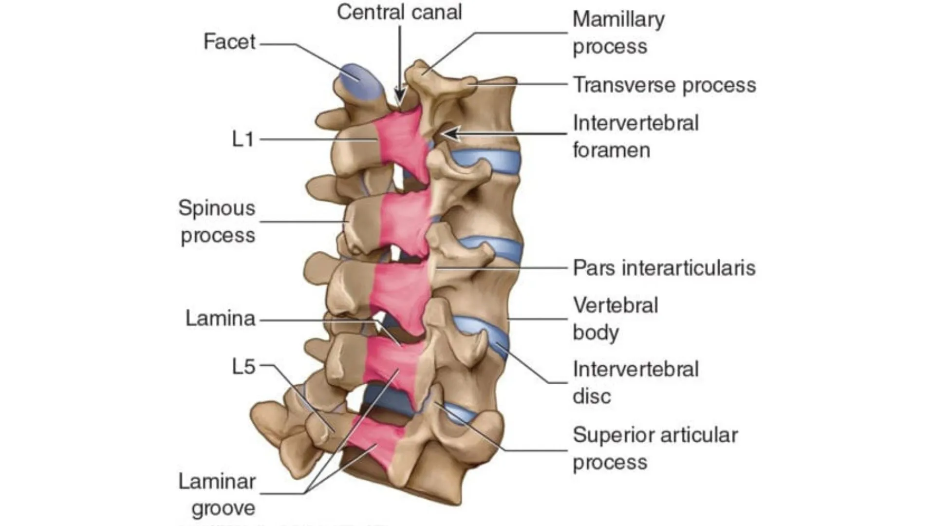 Why the Lumbar Spine Matters
