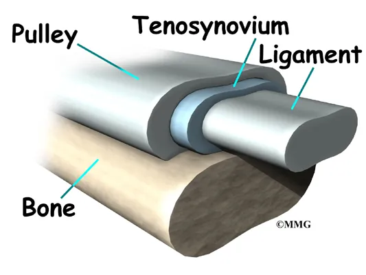 Trigger Finger and Trigger Thumb Anatomy