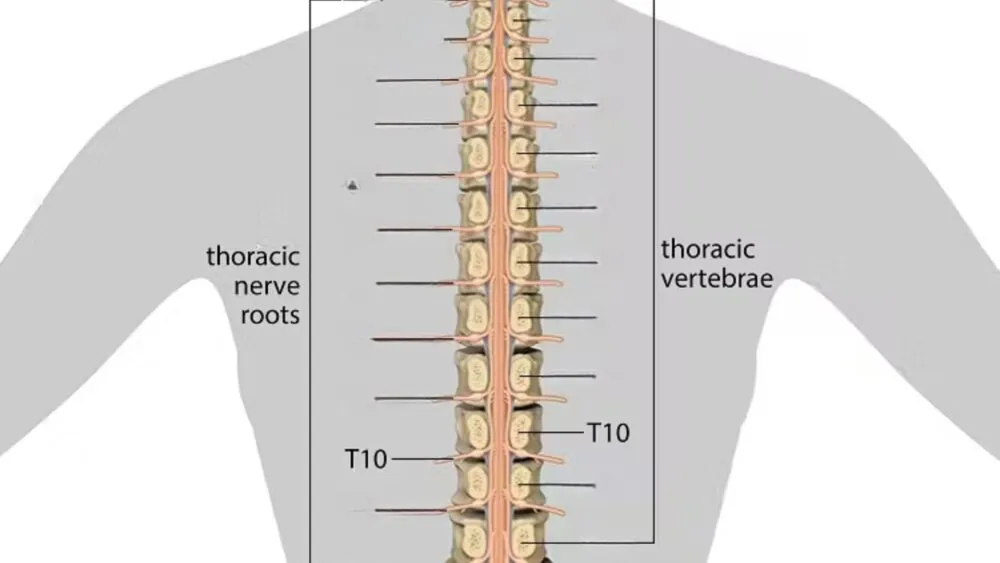 t10 spinal cord t10 spinal cord